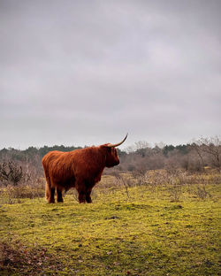 Horse grazing on field against sky