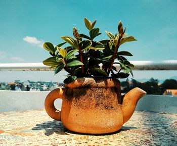 Close-up of potted plant on table against sky