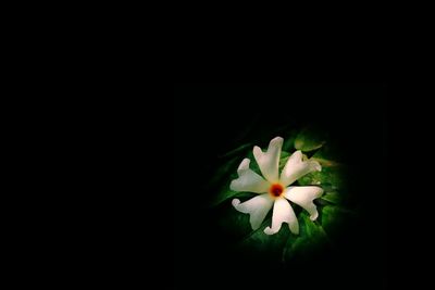 Close-up of flower over black background