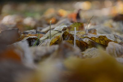 Full frame shot of autumn leaves