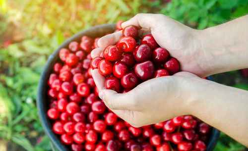 Ripe red cherries in the hands of a farmer. summer harvest of berries. healthy diet. selective focus