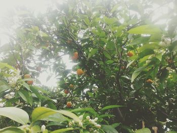 Sun shining through trees