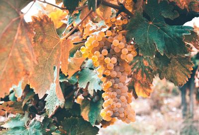 Close-up of grapes growing on tree during autumn