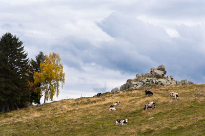 View of sheep grazing in field