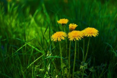 Close-up of yellow flowering plant on field