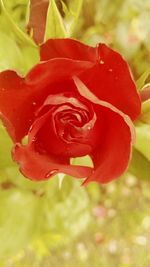 Close-up of red rose