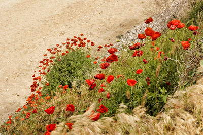 Close-up of red poppy flowers growing on field