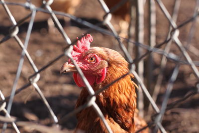 Close-up of rooster on fence