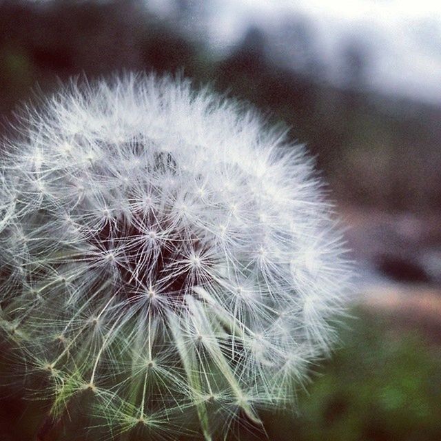 dandelion, flower, fragility, flower head, close-up, freshness, growth, focus on foreground, beauty in nature, nature, softness, single flower, white color, uncultivated, dandelion seed, wildflower, stem, plant, selective focus, botany