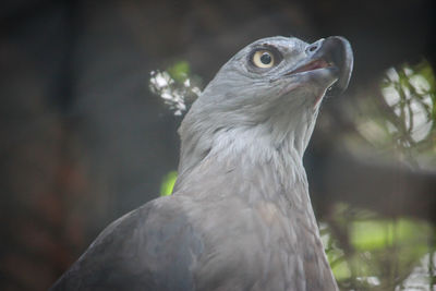 Close-up portrait of black eagle