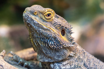 Head shot of a central bearded dragon  in captivity