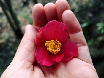 Close-up of hand holding red flower