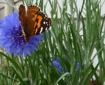 Close-up of butterfly on purple flower