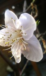 Close-up of white flower