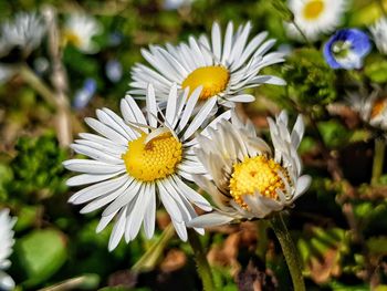 Close-up of white daisy flowers