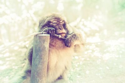 Close-up of monkey sitting outdoors