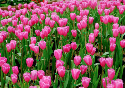 Close-up of pink tulip flowers on field