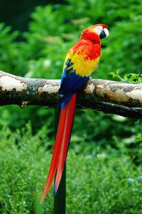 Close-up of bird perching on railing