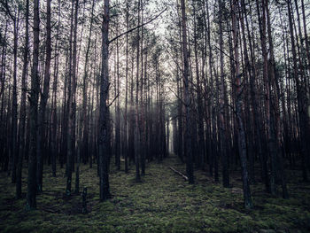 Trees in forest