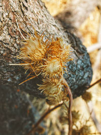 Close-up of wilted plant on rock