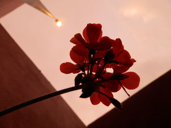 Low angle view of flower plant against sky