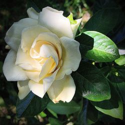 Close-up of rose blooming outdoors