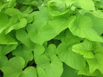 Full frame shot of green leaves