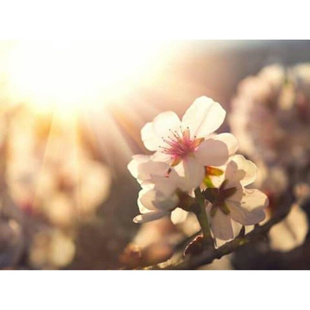 flower, freshness, fragility, petal, growth, beauty in nature, focus on foreground, close-up, flower head, nature, blooming, plant, in bloom, sunlight, sun, blossom, selective focus, sunbeam, lens flare, stem