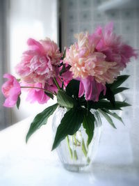 Close-up of pink dahlia flowers
