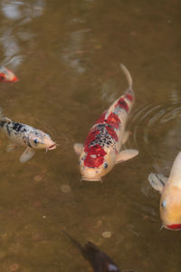 Close-up of koi fish in water