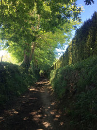 Dirt road amidst trees in forest