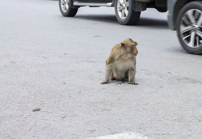 View of a monkey on the road