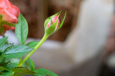 Close-up of flower bud