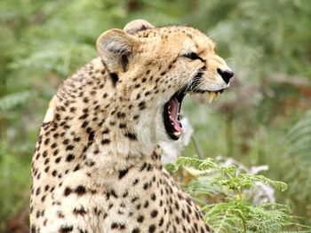 Close-up of cheetah