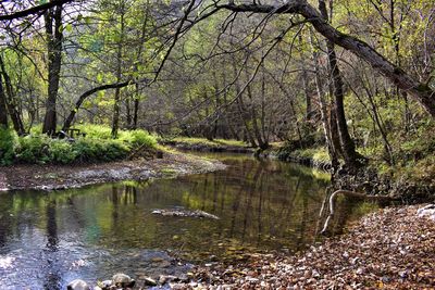 Scenic view of stream in forest