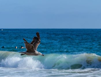 Seagull flying over sea