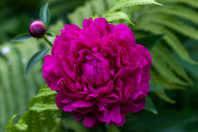 Close-up of pink flower blooming outdoors