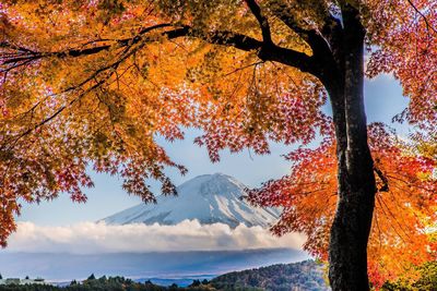 View of mount fuji in autumn