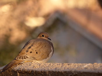 Mourning dove bird perching 