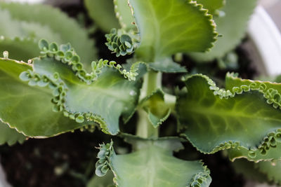 Close-up of succulent plant leaves