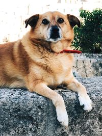 Portrait of dog sitting on rock