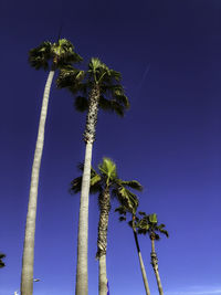 Low angle view of coconut palm tree against clear blue sky