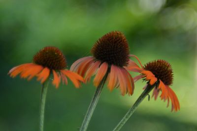 Close-up of orange flowering plant