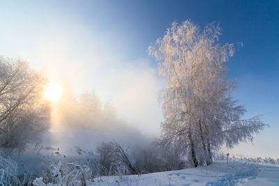 Trees on snow covered land against bright sun