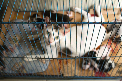 Portrait of monkey in cage