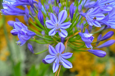 Close-up of purple flowering plants
