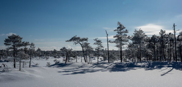 Trees on snow covered landscape against sky