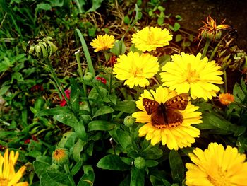 Close-up of yellow flowers