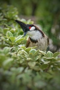 Close-up of bird perching on plant