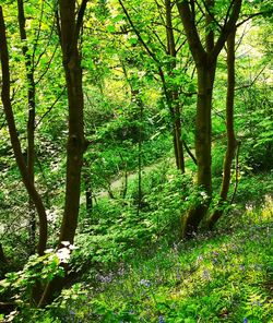 Trees in forest